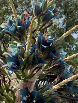 Puya alpestris
