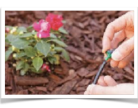 Waterwise Gardening Image