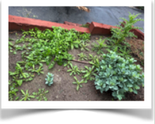 Weeds sprouting in Janet's garden.