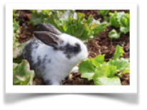 A bunny munching on new lettuce leaves