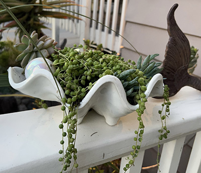 Shell shaped planter with string of pearls succulents