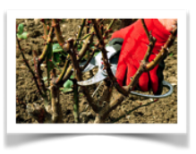 Pruning roses