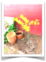 Plant and pots against red wall