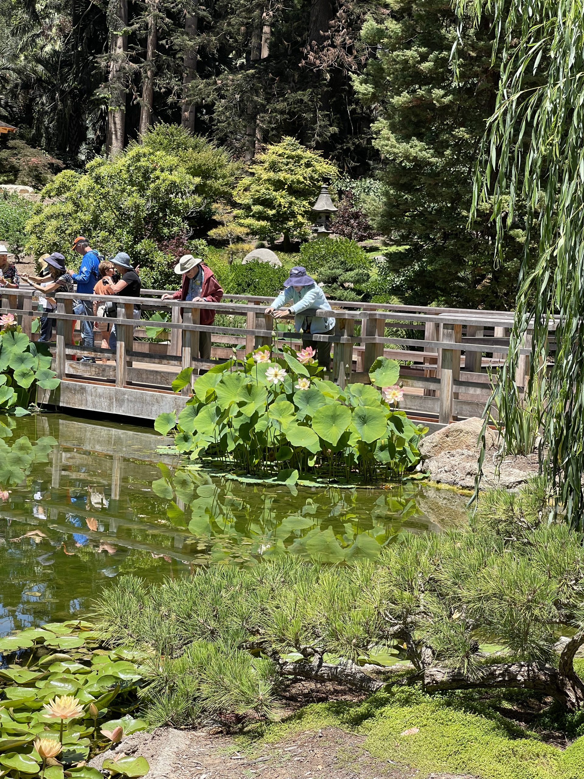 Members on bridge over lily pond at Lotusland