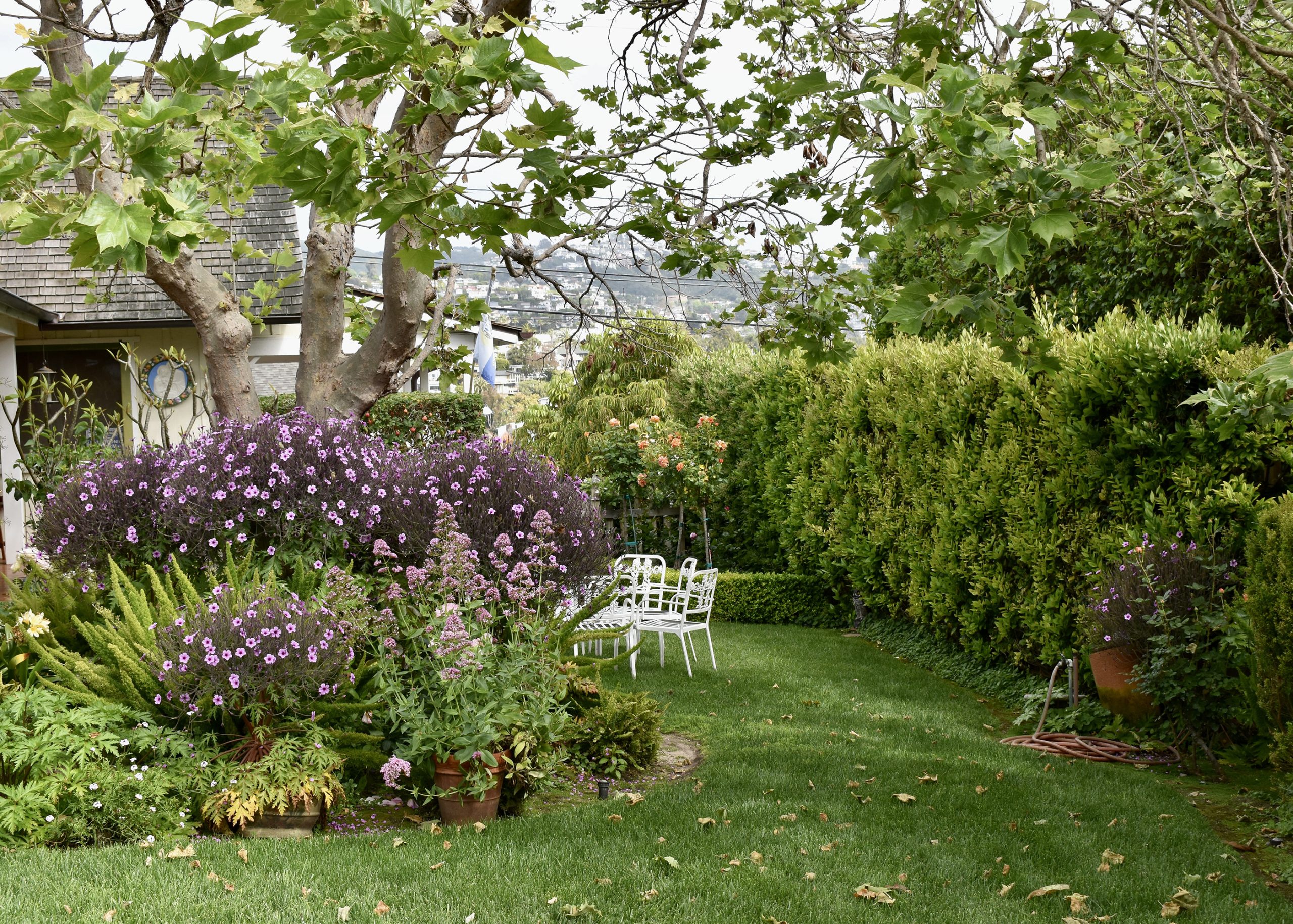back yard with purple flowers