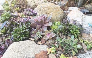Small succulents in rocks